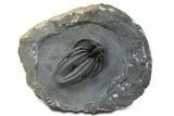 Rare, Spiny Heliopeltis Trilobite - Issoumour, Morocco #345189-5